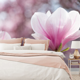 Różowa magnolia - widok panoramiczny