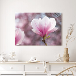 Różowa magnolia - widok panoramiczny