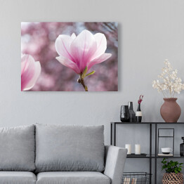 Obraz na płótnie Różowa magnolia - widok panoramiczny