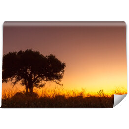Fototapeta samoprzylepna Drzewo na tle zachodzącego słońca