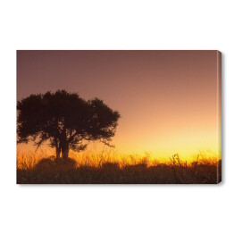 Obraz na płótnie Drzewo na tle zachodzącego słońca