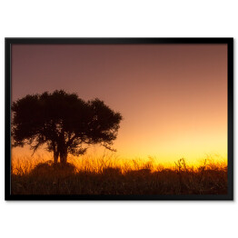 Plakat w ramie Drzewo na tle zachodzącego słońca