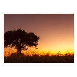 Plakat samoprzylepny Drzewo na tle zachodzącego słońca