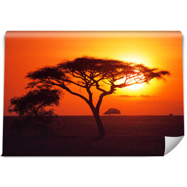 Fototapeta samoprzylepna Wschód słońca nad równinami Serengeti
