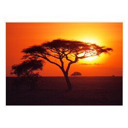 Plakat Wschód słońca nad równinami Serengeti