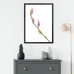 Obraz w ramie Gałąź magnolii