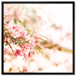 Plakat w ramie Kwitnące kwiaty wiśni na okazałej gałęzi