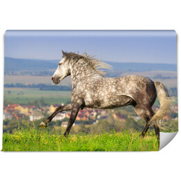 Fototapeta Szary piękny koń galopujący na zielonym polu
