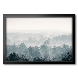 Obraz w ramie Sosnowy zimowy las we mgle