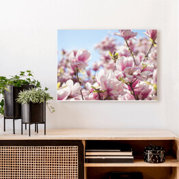 Obraz na płótnie Jasna magnolia na wiosnę