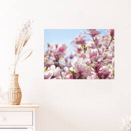 Plakat samoprzylepny Jasna magnolia na wiosnę