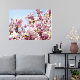 Plakat Jasna magnolia na wiosnę