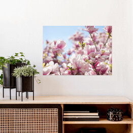 Plakat samoprzylepny Jasna magnolia na wiosnę