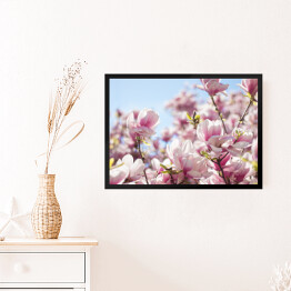Obraz w ramie Jasna magnolia na wiosnę