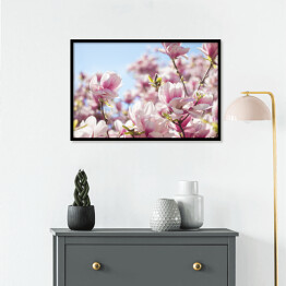 Plakat w ramie Jasna magnolia na wiosnę