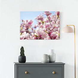 Obraz na płótnie Jasna magnolia na wiosnę