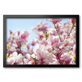 Obraz w ramie Jasna magnolia na wiosnę
