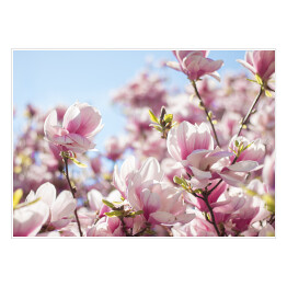 Plakat Jasna magnolia na wiosnę
