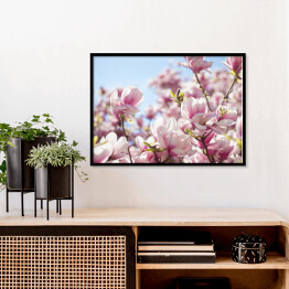 Plakat w ramie Jasna magnolia na wiosnę