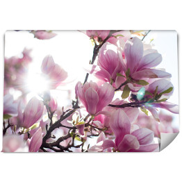 Fototapeta winylowa zmywalna Różowa magnolia rozświetlona promieniami słonecznymi
