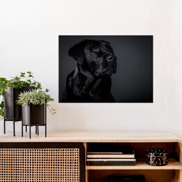 Plakat Czarny Labrador na ciemnym tle