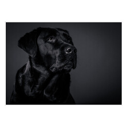 Plakat samoprzylepny Czarny Labrador na ciemnym tle