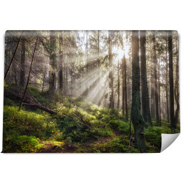Fototapeta Stary magiczny jesienny las z promieniami słońca.