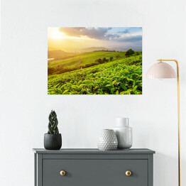 Plakat samoprzylepny Plantacja herbaty w promieniach słońca