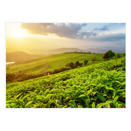 Plakat samoprzylepny Plantacja herbaty w promieniach słońca
