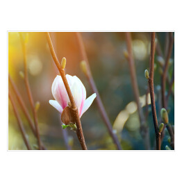 Plakat Piękny kwiat na gałęzi w delikatnym, miękkim świetle słonecznym