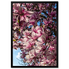 Plakat w ramie Magnolia na tle jasnego nieba