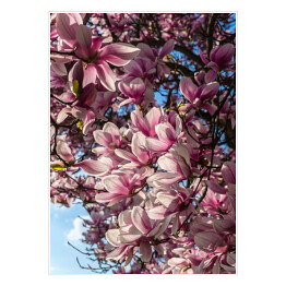 Plakat samoprzylepny Magnolia na tle jasnego nieba