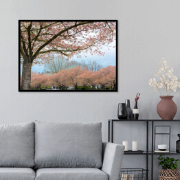 Plakat w ramie Kwitnąca wiśnia w Salem, Oregon