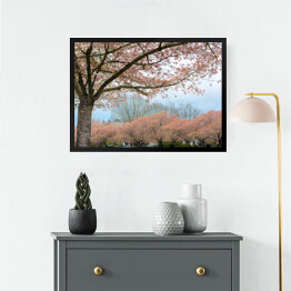 Obraz w ramie Kwitnąca wiśnia w Salem, Oregon