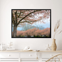Obraz w ramie Kwitnąca wiśnia w Salem, Oregon