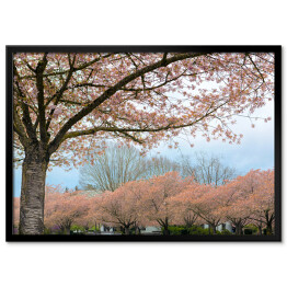 Kwitnąca wiśnia w Salem, Oregon