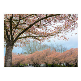 Plakat samoprzylepny Kwitnąca wiśnia w Salem, Oregon
