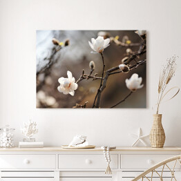 Obraz na płótnie Kwitnąca magnolia