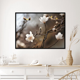Plakat w ramie Kwitnąca magnolia