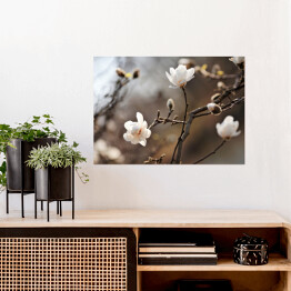 Plakat Kwitnąca magnolia