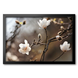 Obraz w ramie Kwitnąca magnolia