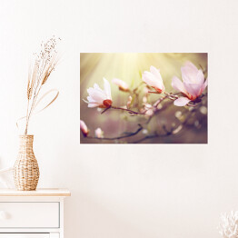 Plakat samoprzylepny Kwitnąca magnolia o świcie