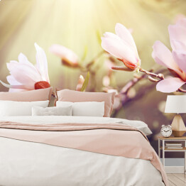 Fototapeta Kwitnąca magnolia o świcie