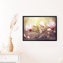 Obraz w ramie Kwitnąca magnolia o świcie