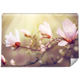 Fototapeta Kwitnąca magnolia o świcie