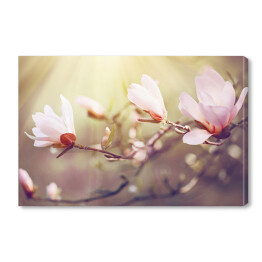 Obraz na płótnie Kwitnąca magnolia o świcie