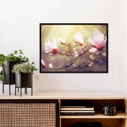 Plakat w ramie Kwitnąca magnolia o świcie