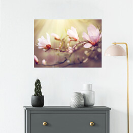 Plakat samoprzylepny Kwitnąca magnolia o świcie
