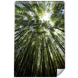 Fototapeta Bambus - widok z dołu