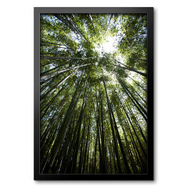 Obraz w ramie Bambus - widok z dołu